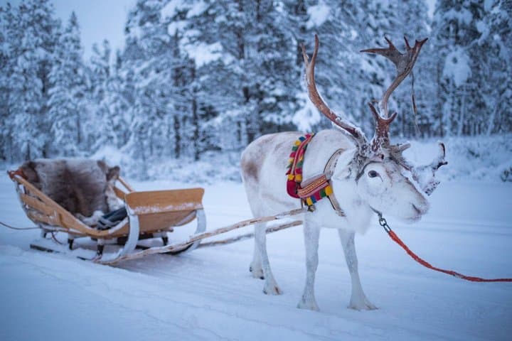 Rovaniemi Reindeer Farm Visit and Sleigh Ride