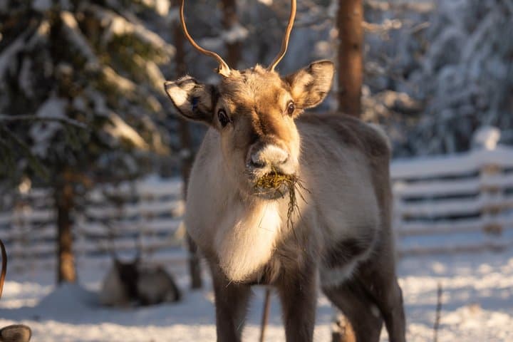 Rovaniemi: Snowmobile, Ice Fishing & Reindeer Experience