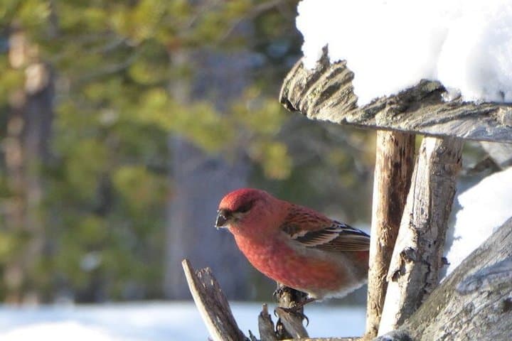 Secrets of Inari's Snowy Forest - Biologist-Led Snowshoe Walk