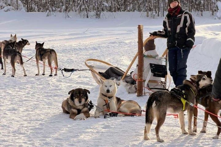 Ultimate Combo! Husky Safari & Reindeer Sleigh Ride