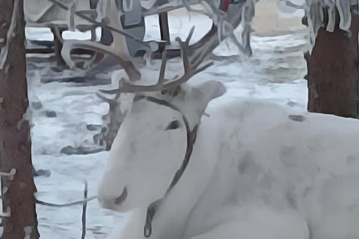 Ultimate Combo! Husky Safari & Reindeer Sleigh Ride