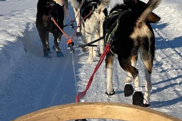 Ultimate Combo! Husky Safari & Reindeer Sleigh Ride