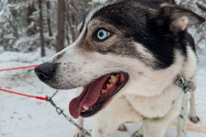 Ultimate Combo! Husky Safari & Reindeer Sleigh Ride