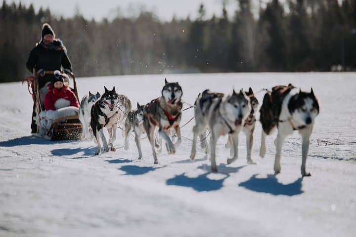5KM Husky Sled Ride from Levi