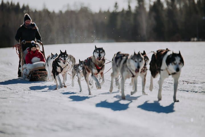 Experience 5-km Husky Safari from Levi
