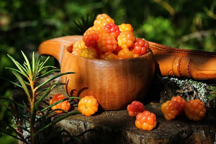 Rovaniemi: Mushrooms & Wild Berries Picking Tour