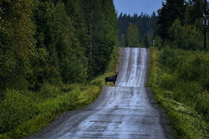 Rovaniemi: Unlimited-KM Moose & Arctic Wildlife Safari