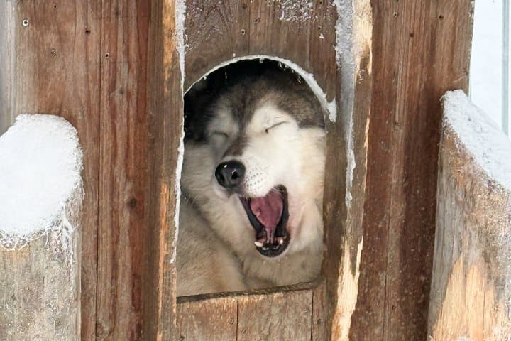 Husky and Reindeer Combo Tour with Santa and Santa’s Pets Tickets