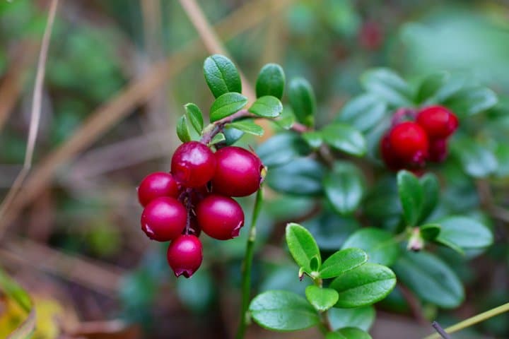 Nuuksio National Park Hike with Lunch and Pickup