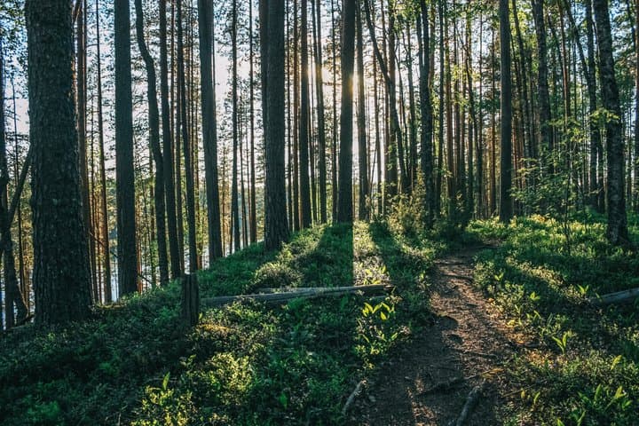 Nuuksio National Park Hike with Lunch and Pickup