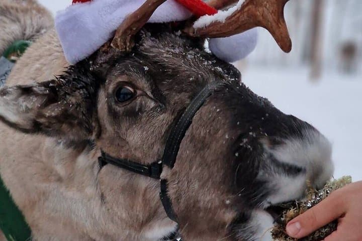Rovaniemi: Reindeer Farm Experience & Photography