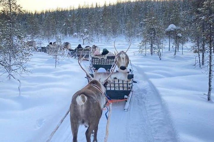 Rovaniemi: Reindeer Farm Experience & Photography