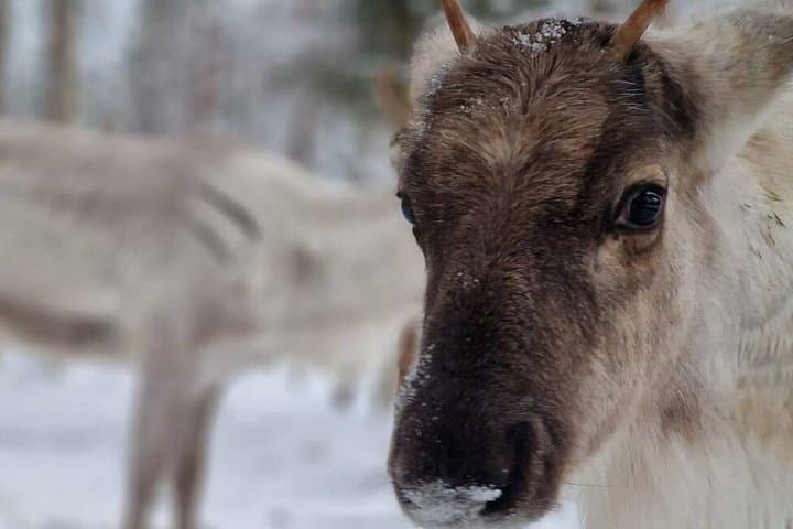 Rovaniemi: Reindeer Farm Experience & Photography