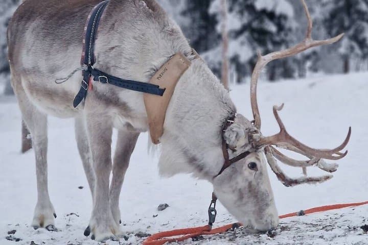 Rovaniemi: Reindeer Farm Experience & Photography