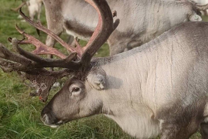 Rovaniemi: Reindeer Farm Experience & Photography