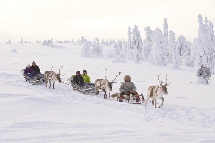 Rovaniemi Reindeer Adventure: 500m Sleigh Ride