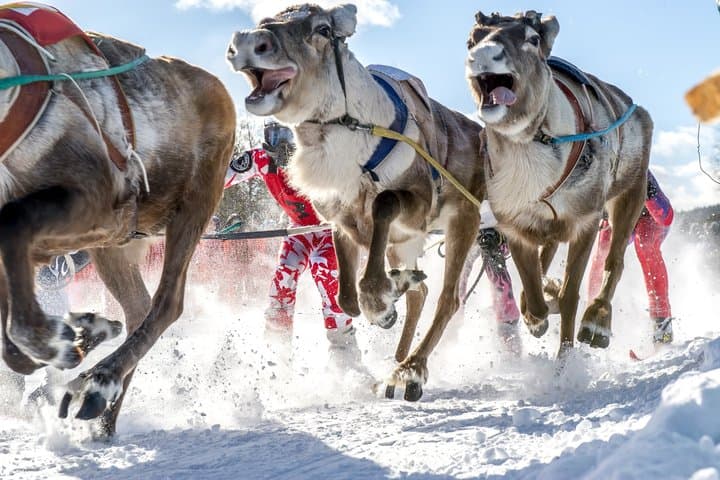 Rovaniemi Reindeer Adventure: 500m Sleigh Ride
