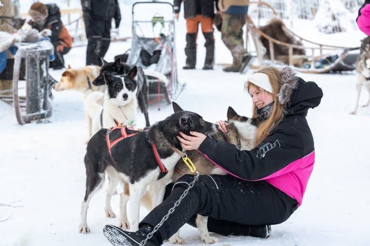 Kemijärvi: Insider 5km husky ride + Santa Claus Village Tour