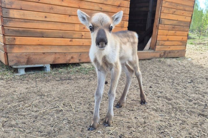 Private and Reindeer Farm Visit near Rovaniemi