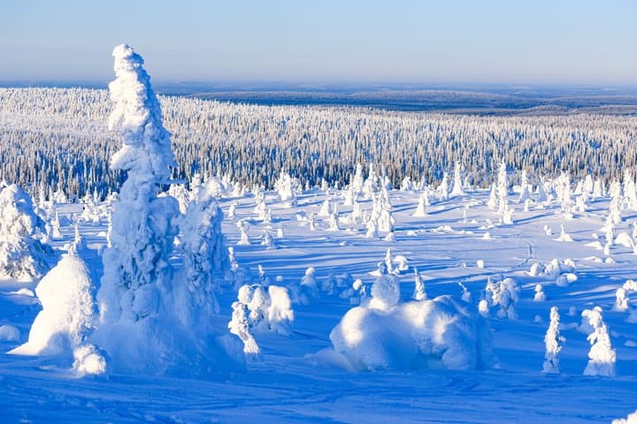 Magical Frozen Forests of Riisitunturi with Photography & BBQ