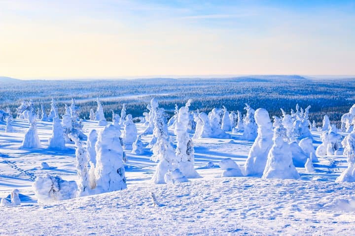 Magical Frozen Forests of Riisitunturi with Photography & BBQ