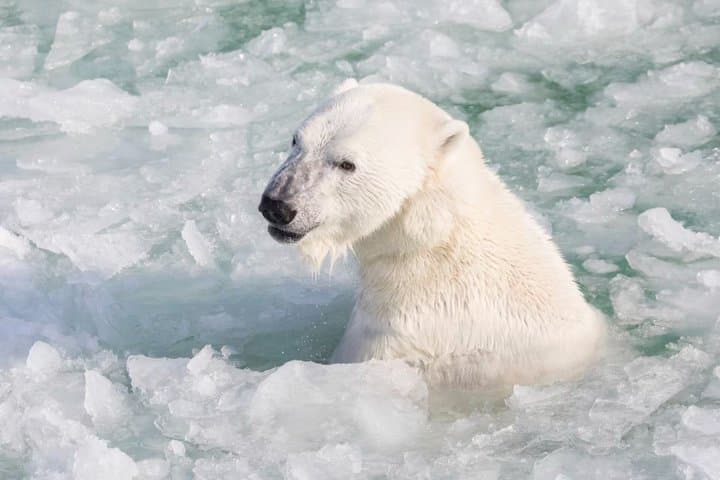 Rovaniemi : Ranua Wild Life Park Tour with Transfers
