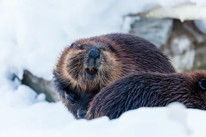 Rovaniemi : Ranua Wild Life Park Tour with Transfers