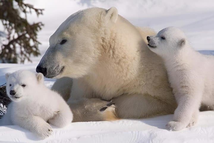 Rovaniemi : Ranua Wild Life Park Tour with Transfers