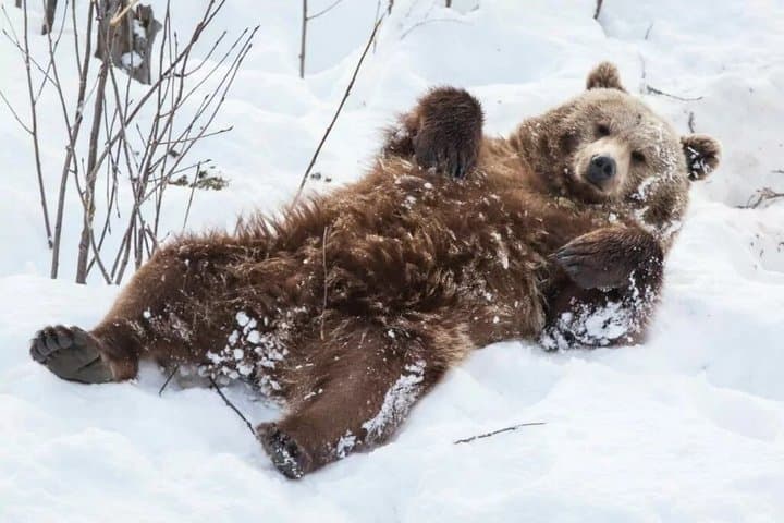 Rovaniemi : Ranua Wild Life Park Tour with Transfers
