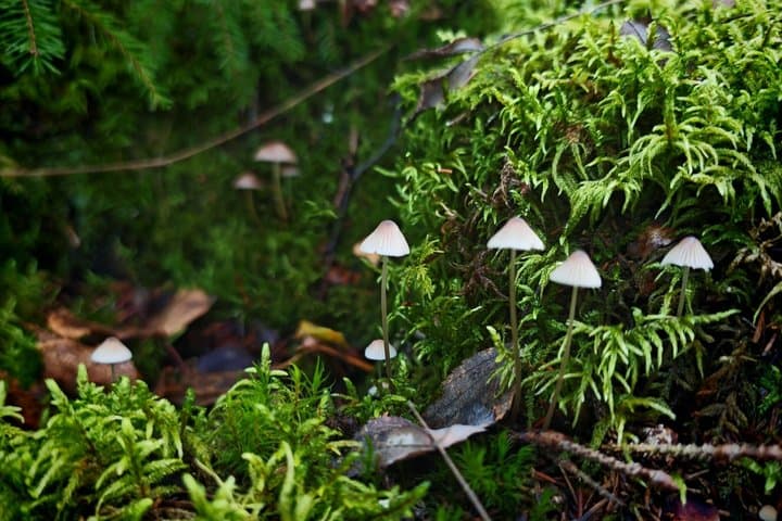 Forest Mind Nature Experience