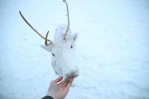Local Reindeer Farm Visit & Short Sledge Ride