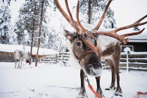 Rovaniemi 2 days Activities Package