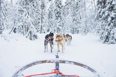 Dog sledding in snowy forest