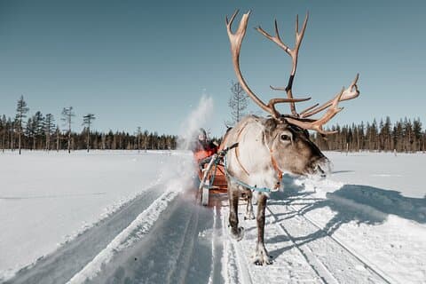Arctic Reindeer Sled Safari