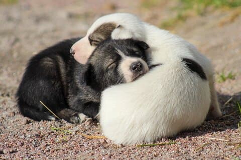 Summer 2024 puppies
