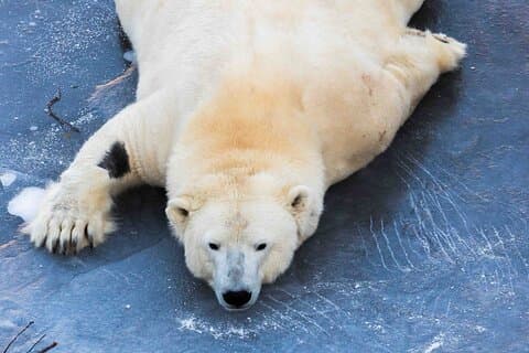 Rovaniemi Insider: Guided Tour in Ranua Zoo