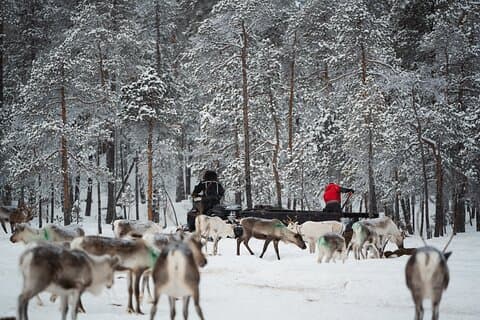 Ivalo: Reindeer herd and fishing experience