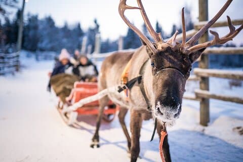 Half-Day Experience in Local reindeer farm in Lapland