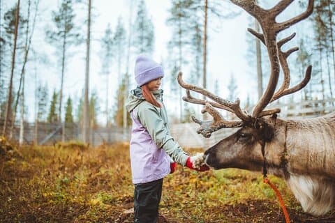 Meet and Feed Reindeer in Rovaniemi