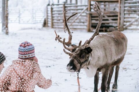 Reindeer farm