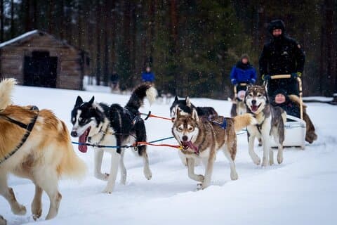 Rovaniemi: Drive Your Own Husky Team (5–8 km) & BBQ
