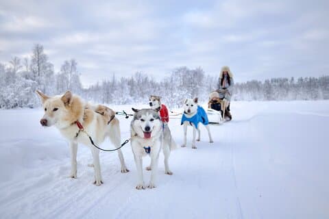 Lapland Wilderness Husky Safari 7,5 km