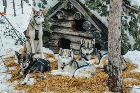 Rovaniemi: Riisitunturi National Park, 10km Husky Ride and Lunch