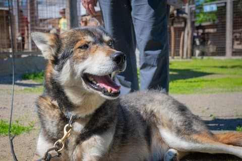 Rovaniemi Husky and Reindeer Experience in Summer with Transfers