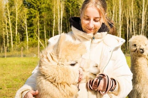 Private Alpaca Forest Walk Helsinki: Feeding, Photos,Hotel Pickup