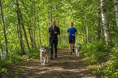 Guided Husky Hike in Finnish National Park