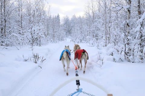 Rovaniemi Lapland Husky Experience 5km