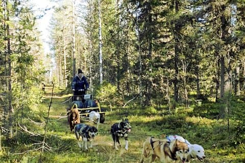 Husky Cart Adventure in Wilderness BBQ 4 to 6 km Self Drive