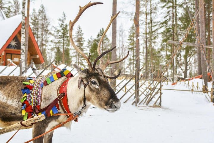 Lapland Reindeer Safari from Rovaniemi