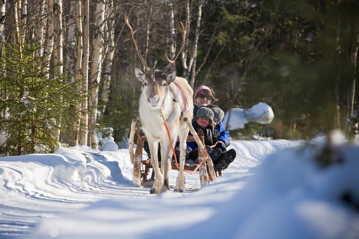 In Pursuit of Reindeer - Snowmobile safari and reindeer farm
